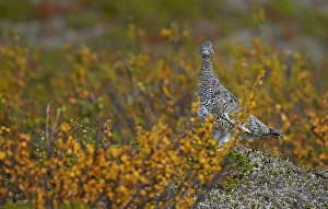 Images Dated 5th September 2013: Alpensneeuwhoen, Rock Ptarmigan, lagopus muta