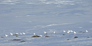 Images Dated 13th April 2014: Alpensneeuwhoen, Rock Ptarmigan, lagopus muta