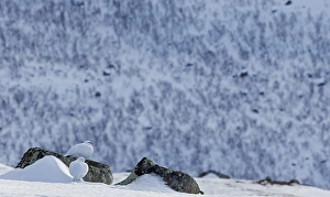 Images Dated 13th April 2014: Alpensneeuwhoen, Rock Ptarmigan, lagopus muta