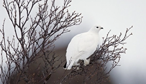 Images Dated 13th April 2014: Alpensneeuwhoen, Rock Ptarmigan, Lagopus muta