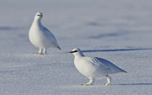 Images Dated 13th April 2014: Alpensneeuwhoen, Rock Ptarmigan, lagopus muta