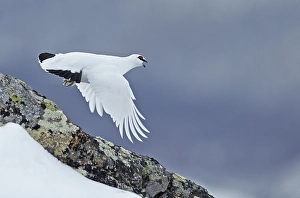 Images Dated 13th April 2014: Alpensneeuwhoen, Rock Ptarmigan, lagopus muta