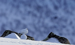 Images Dated 13th April 2014: Alpensneeuwhoen, Rock Ptarmigan, Lagopus muta