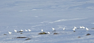 Images Dated 13th April 2014: Alpensneeuwhoen, Rock Ptarmigan, lagopus muta