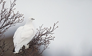 Images Dated 13th April 2014: Alpensneeuwhoen, Rock Ptarmigan, Lagopus muta