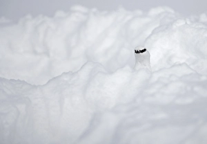Images Dated 10th April 2005: Alpensneeuwhoen, Rock Ptarmigan, lagopus muta