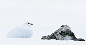 Images Dated 13th April 2014: Alpensneeuwhoen, Rock Ptarmigan, lagopus muta