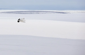 Images Dated 13th April 2014: Alpensneeuwhoen, Rock Ptarmigan, lagopus muta
