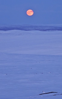 Images Dated 13th April 2014: Alpensneeuwhoen, Rock Ptarmigan, lagopus muta