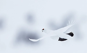 Images Dated 13th April 2014: Alpensneeuwhoen, Rock Ptarmigan, lagopus muta
