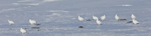 Images Dated 13th April 2014: Alpensneeuwhoen, Rock Ptarmigan, lagopus muta