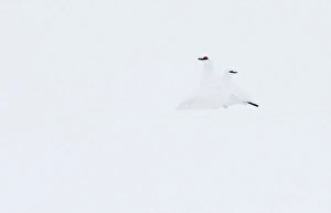 Images Dated 13th April 2014: Alpensneeuwhoen, Rock Ptarmigan, lagopus muta