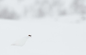 Images Dated 13th April 2014: Alpensneeuwhoen, Rock Ptarmigan, lagopus muta