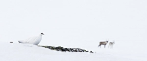 Images Dated 13th April 2014: Alpensneeuwhoen, Rock Ptarmigan, lagopus muta