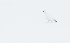 Images Dated 13th April 2014: Alpensneeuwhoen, Rock Ptarmigan, lagopus muta