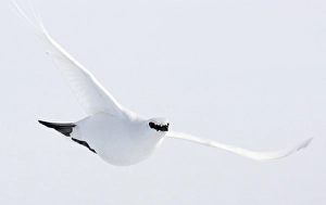 Images Dated 10th April 2005: Alpensneeuwhoen, Rock Ptarmigan, Lagopus muta