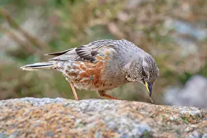 Images Dated 23rd May 2023: Alpine Accentor, Prunella collaris