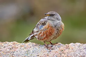Images Dated 23rd May 2023: Alpine Accentor, Prunella collaris