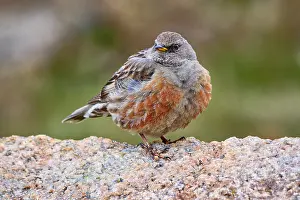 Images Dated 23rd May 2023: Alpine Accentor, Prunella collaris