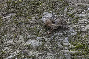 January Prints: Alpine Accentor Prunella collaris