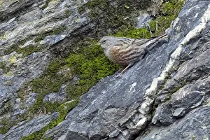 January Prints: Alpine Accentor Prunella collaris
