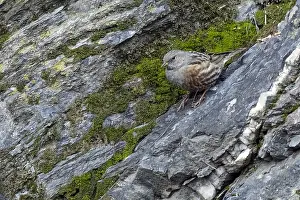 January Prints: Alpine Accentor Prunella collaris