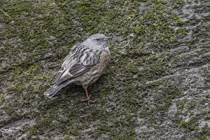 January Prints: Alpine Accentor Prunella collaris