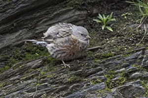January Prints: Alpine Accentor Prunella collaris