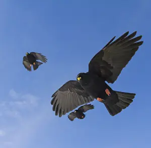 Yellow Billed Prints: Alpine Chough, Pyrrhocorax graculus graculus