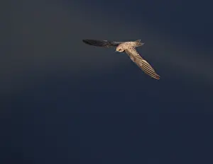 Images Dated 11th July 2017: Alpine Swift, Apus melba