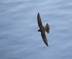 Images Dated 11th July 2017: Alpine Swift, Apus melba