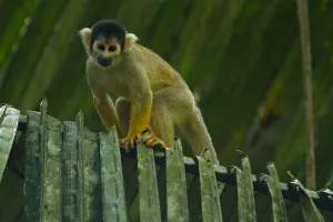 Images Dated 6th December 2009: Amazon Monkey
