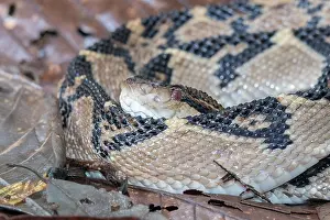 Reptile Prints: Amazonian Bushmaster