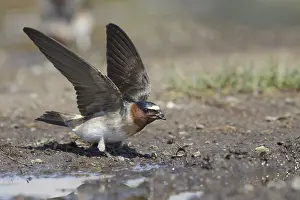 Images Dated 5th June 2015: American Cliff Swallow, Petrochelidon pyrrhonota