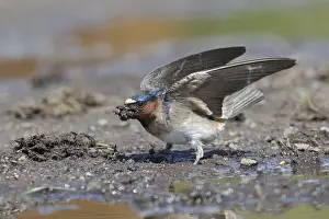 Images Dated 5th June 2015: American Cliff Swallow, Petrochelidon pyrrhonota