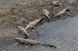 Images Dated 3rd March 2013: American crocodiles, Crocodylus acutus