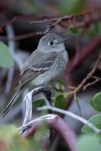 Images Dated 11th June 2020: American dusky flycatcher, Empidonax oberholseri