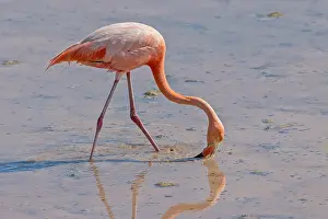 Images Dated 25th May 2023: American flamingo, Phoenicopterus ruber