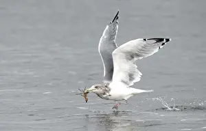 Images Dated 14th October 2015: American Herring Gull, Larus smithsonianus