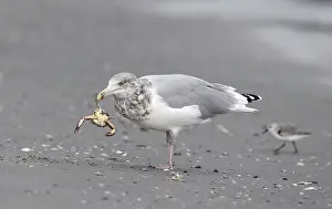Images Dated 14th October 2015: American Herring Gull, Larus smithsonianus
