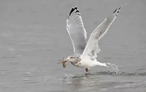 Images Dated 14th October 2015: American Herring Gull, Larus smithsonianus