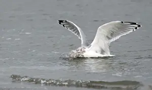 Images Dated 14th October 2015: American Herring Gull, Larus smithsonianus