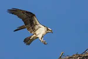 Images Dated 27th February 2006: American Osprey, Pandion haliaetus carolinensi