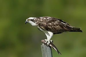 Images Dated 5th June 2015: American Osprey, Pandion haliaetus carolinensis