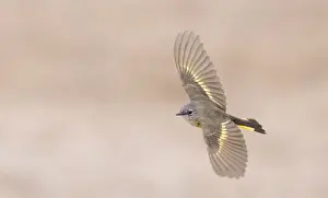 Images Dated 24th May 2023: American Redstart, Setophaga ruticilla