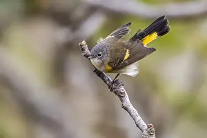 American Redstart, Setophaga ruticilla