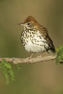 Images Dated 19th April 2014: Amerikaanse Boslijster, Wood Thrush, Hylocichla mustelina