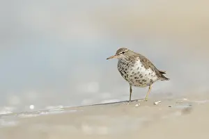 Dwaalgast Prints: Amerikaanse Oeverloper, Spotted Sandpiper, Actitis macularius