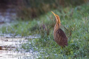 Images Dated 8th December 2015: Amerikaanse Roerdomp, American Bittern, Botaurus lentiginosus