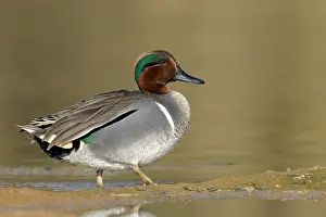 Carolinensis Prints: Amerikaanse Wintertaling; Green-winged Teal; Anas carolinensis